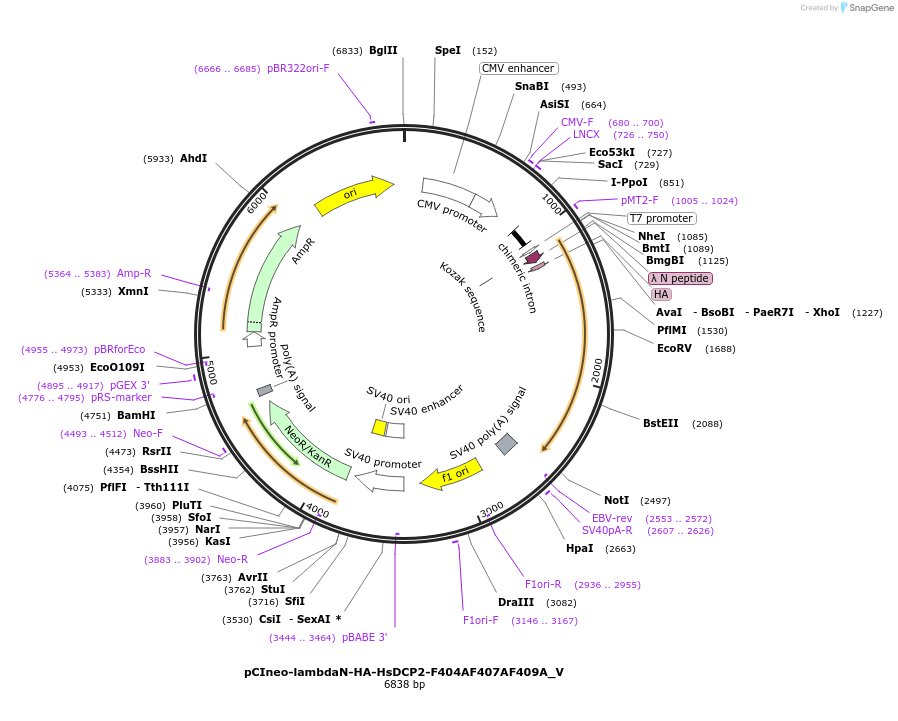 147793-plasmid-map-sequence-id-290240
