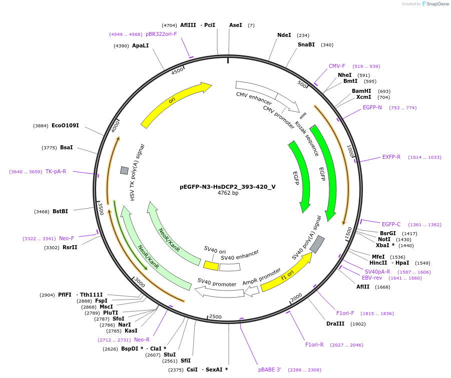 147794-plasmid-map-sequence-id-290241