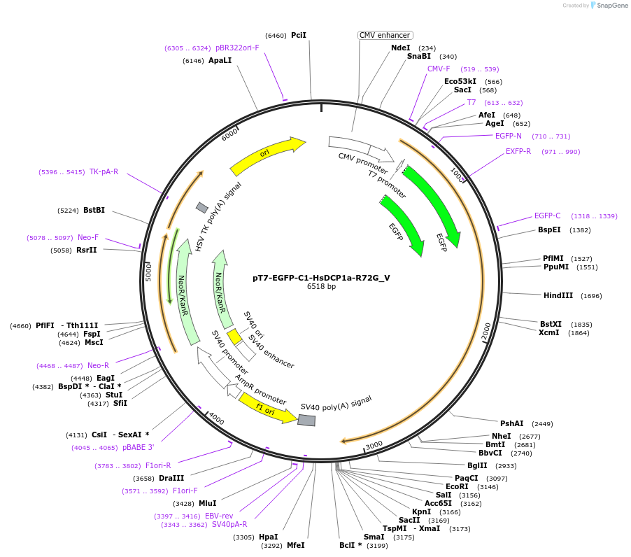 147802-plasmid-map-sequence-id-290249