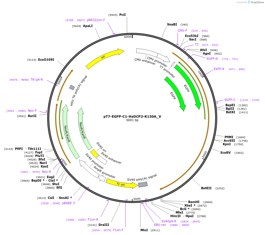 147815-plasmid-map-sequence-id-290262