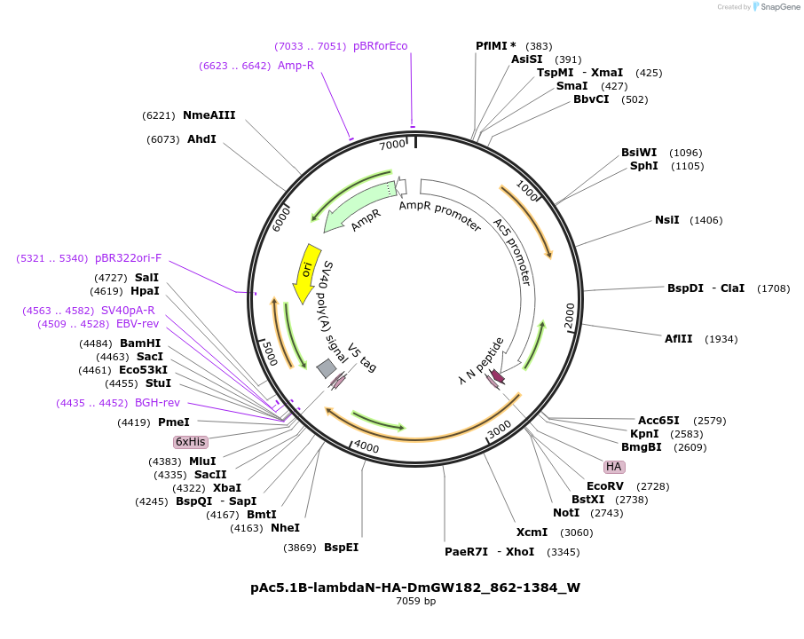 147817-plasmid-map-sequence-id-290264