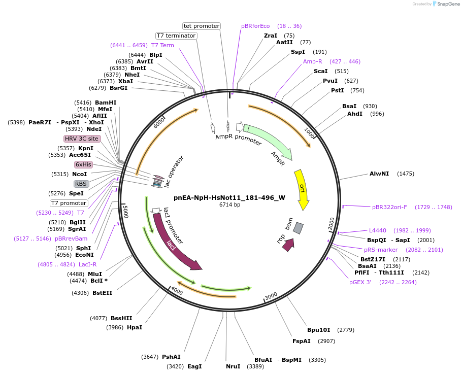 147822-plasmid-map-sequence-id-290269