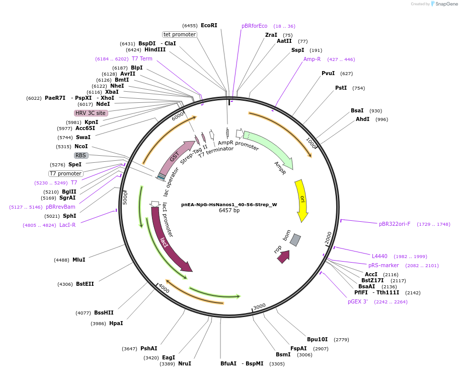 147824-plasmid-map-sequence-id-290271
