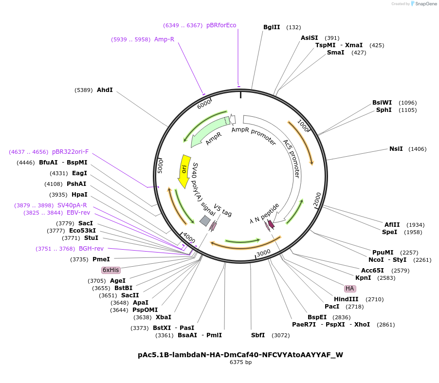 147829-plasmid-map-sequence-id-290276