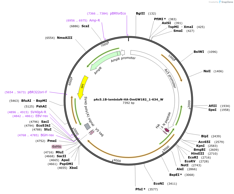 147830-plasmid-map-sequence-id-290277