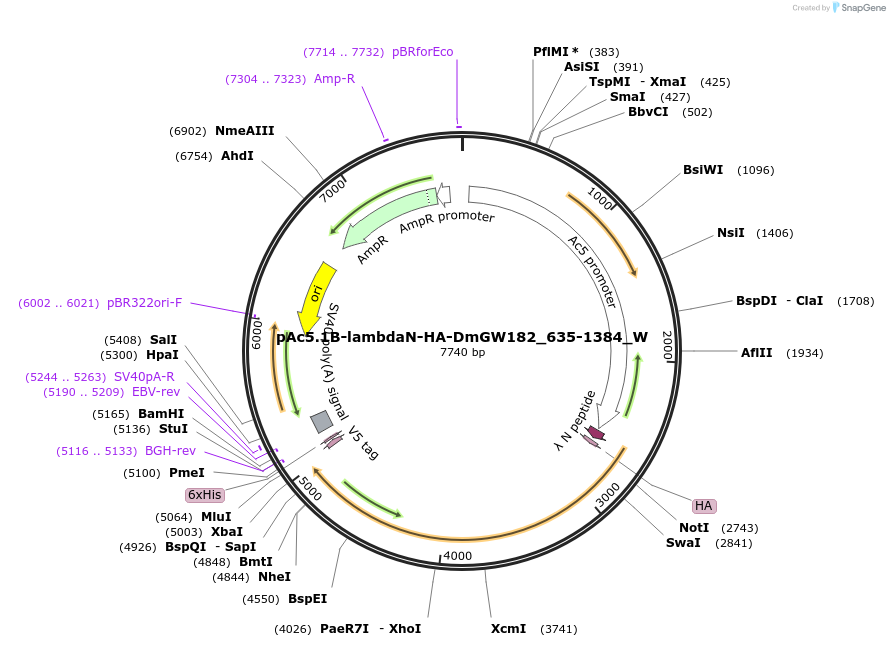 147831-plasmid-map-sequence-id-290278
