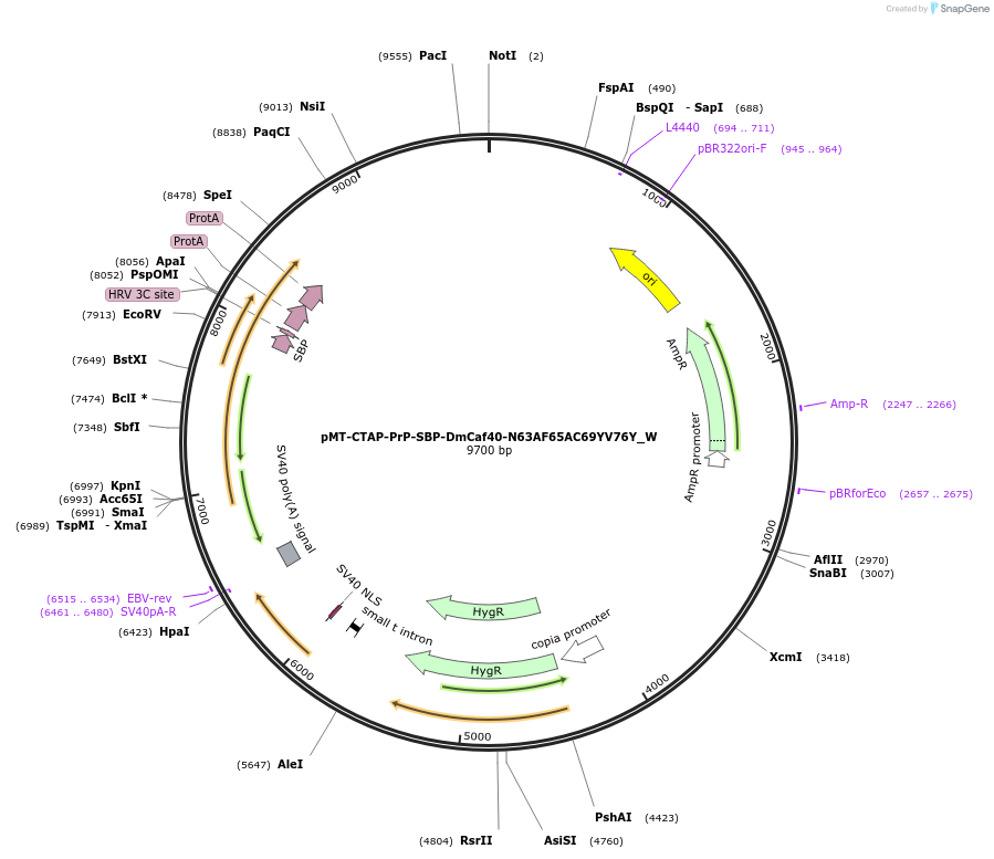 147833-plasmid-map-sequence-id-290280
