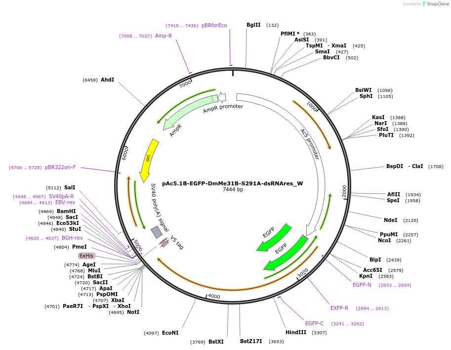 147843-plasmid-map-sequence-id-290290