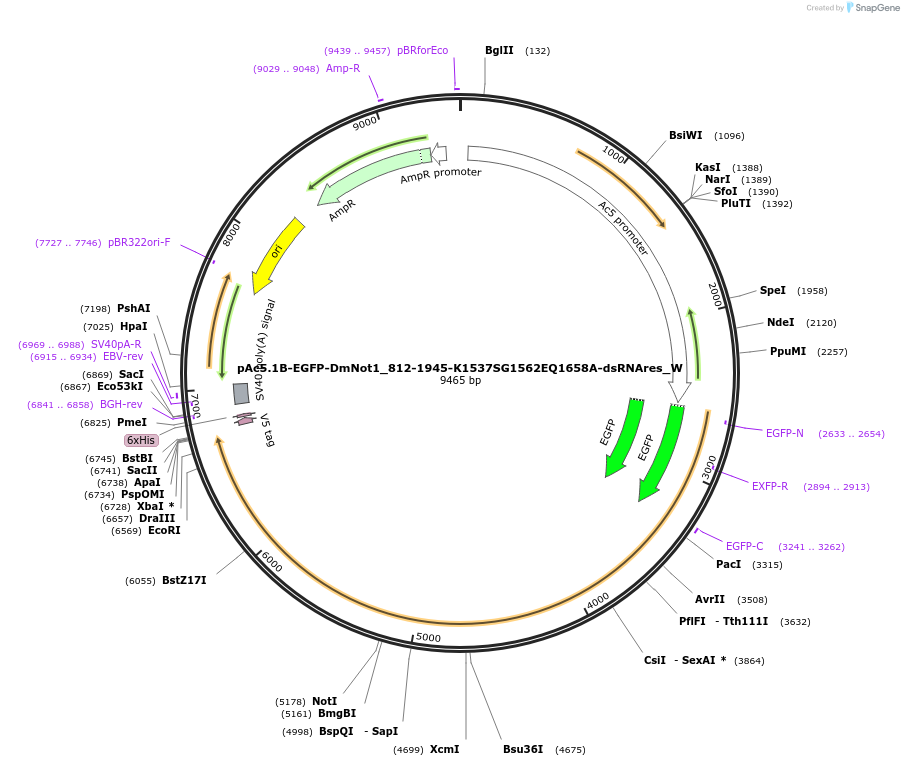 147846-plasmid-map-sequence-id-290293