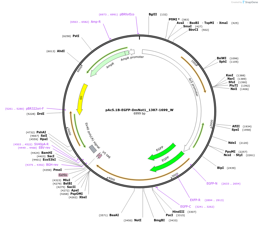 147847-plasmid-map-sequence-id-290294