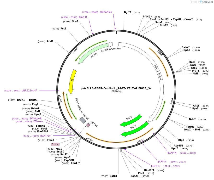 147851-plasmid-map-sequence-id-290298