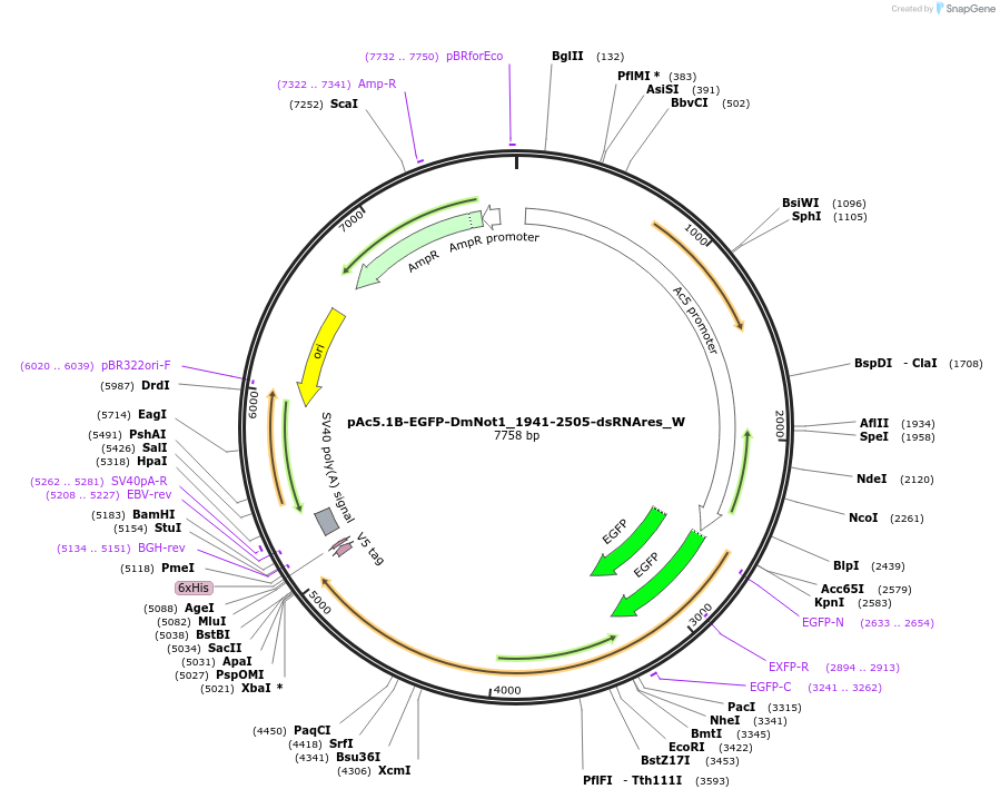 147858-plasmid-map-sequence-id-290305