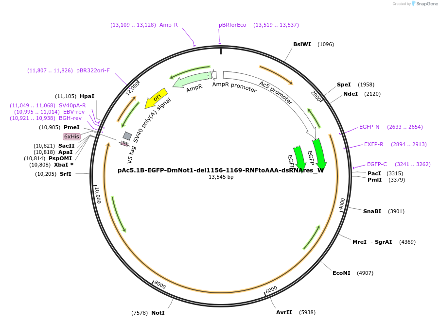 147859-plasmid-map-sequence-id-290306