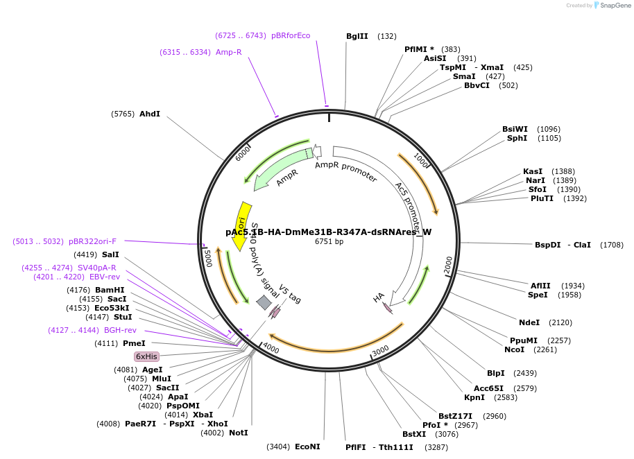 147864-plasmid-map-sequence-id-290311