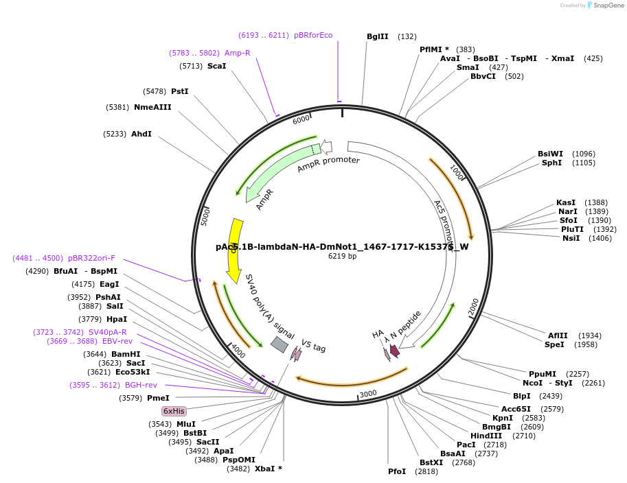 147867-plasmid-map-sequence-id-290314
