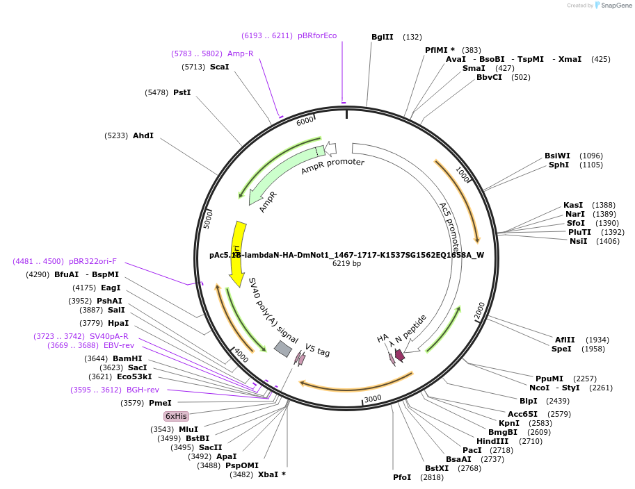 147868-plasmid-map-sequence-id-290315