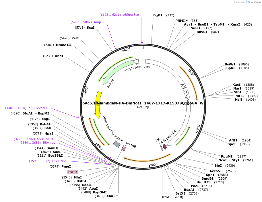 147869-plasmid-map-sequence-id-290316