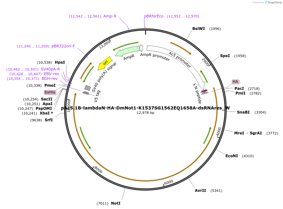147876-plasmid-map-sequence-id-290323