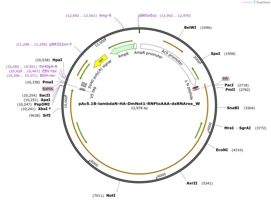 147878-plasmid-map-sequence-id-290325