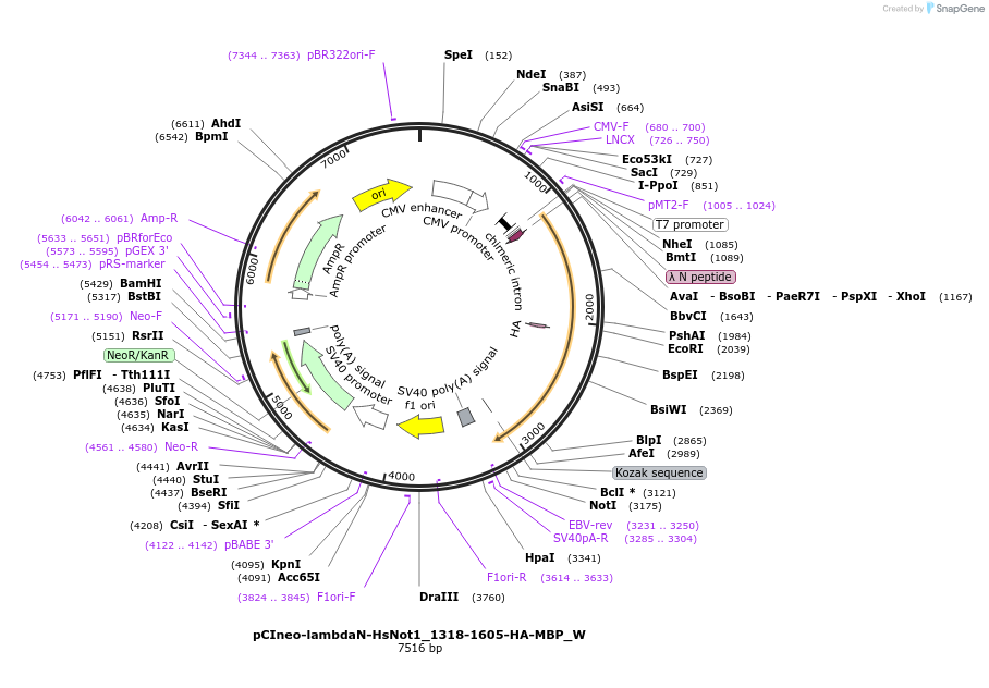147879-plasmid-map-sequence-id-290326