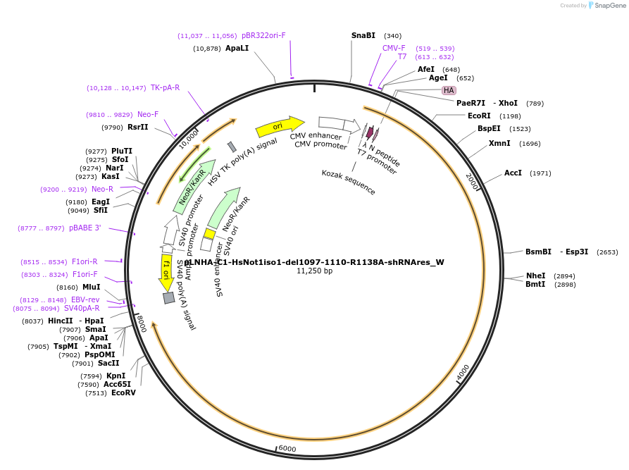 147881-plasmid-map-sequence-id-290328