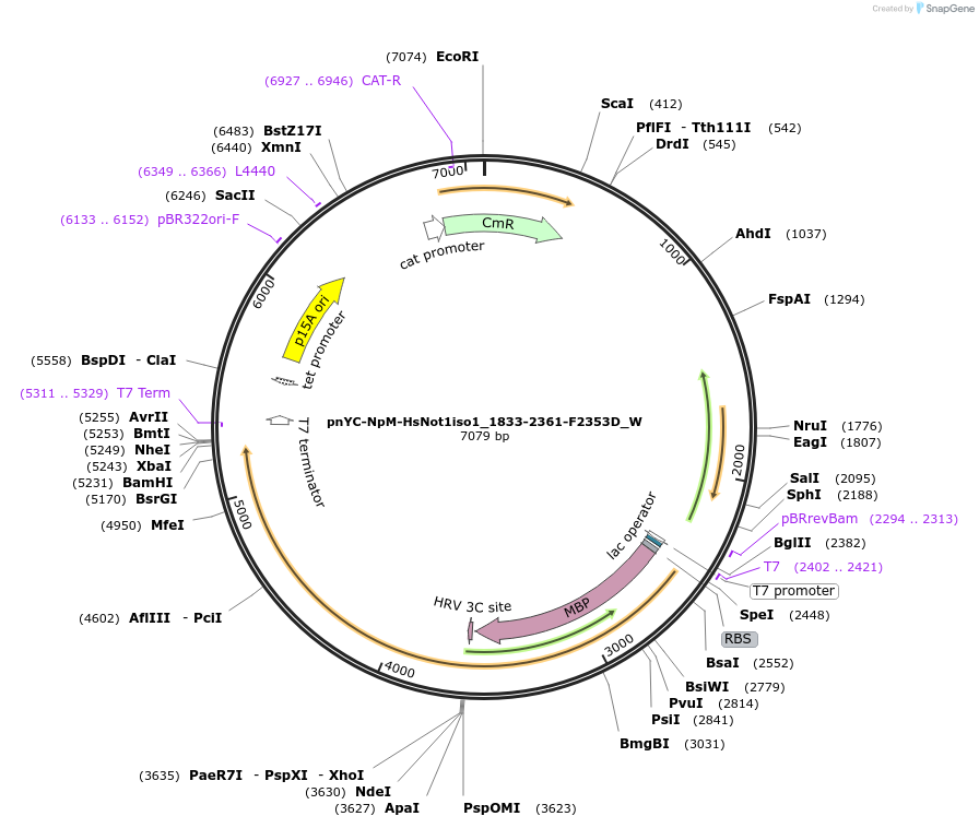 147883-plasmid-map-sequence-id-290330