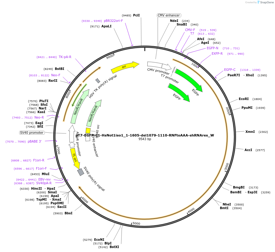 147886-plasmid-map-sequence-id-290333
