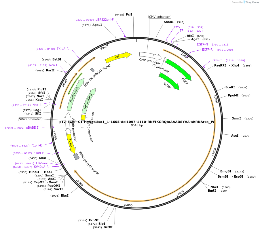 147887-plasmid-map-sequence-id-290334