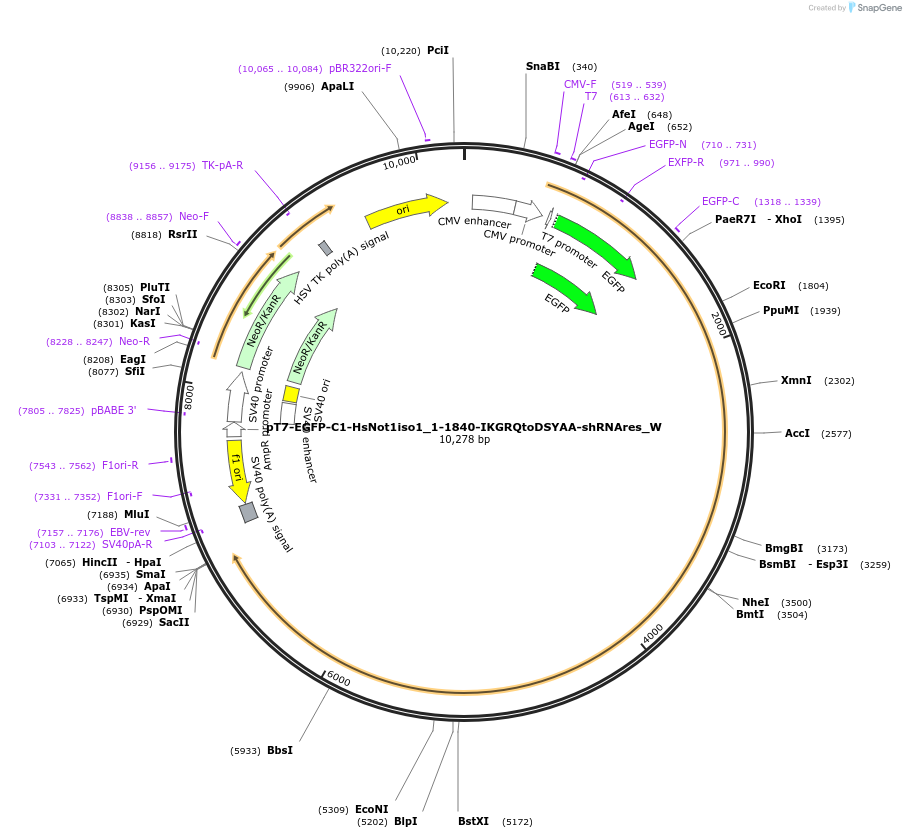 147890-plasmid-map-sequence-id-290337