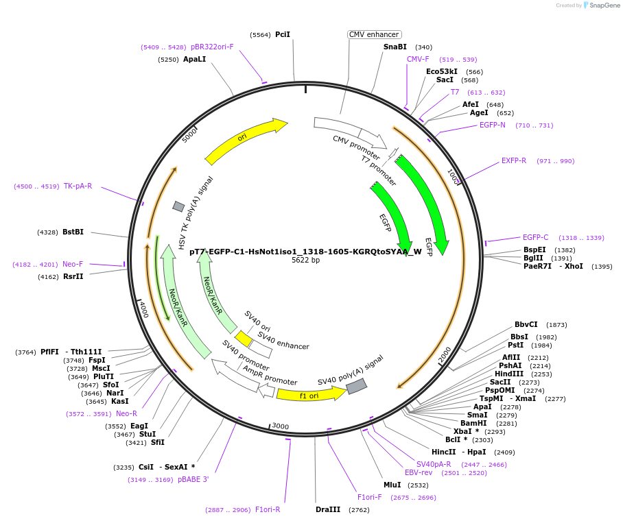 147896-plasmid-map-sequence-id-290343