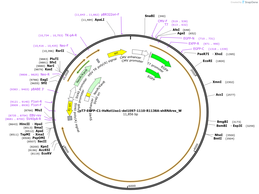 147899-plasmid-map-sequence-id-290346