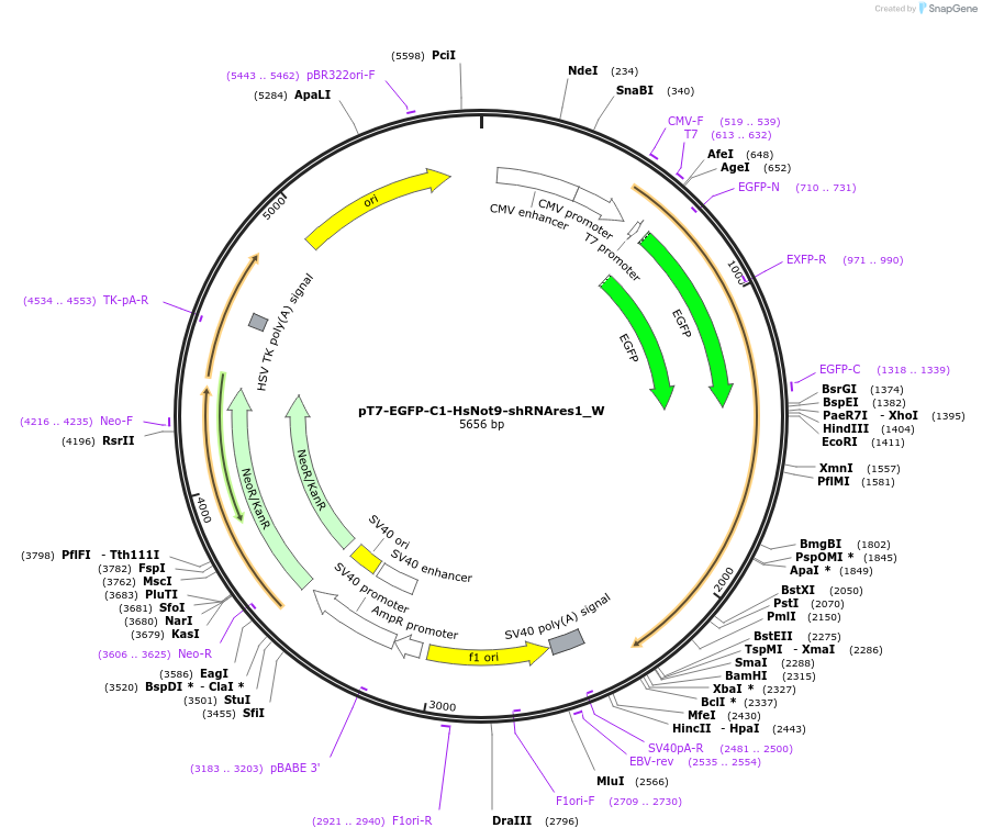 147904-plasmid-map-sequence-id-290351