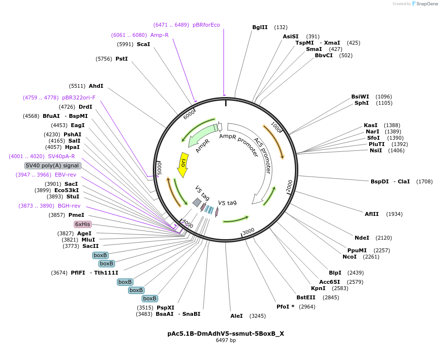 147912-plasmid-map-sequence-id-290359