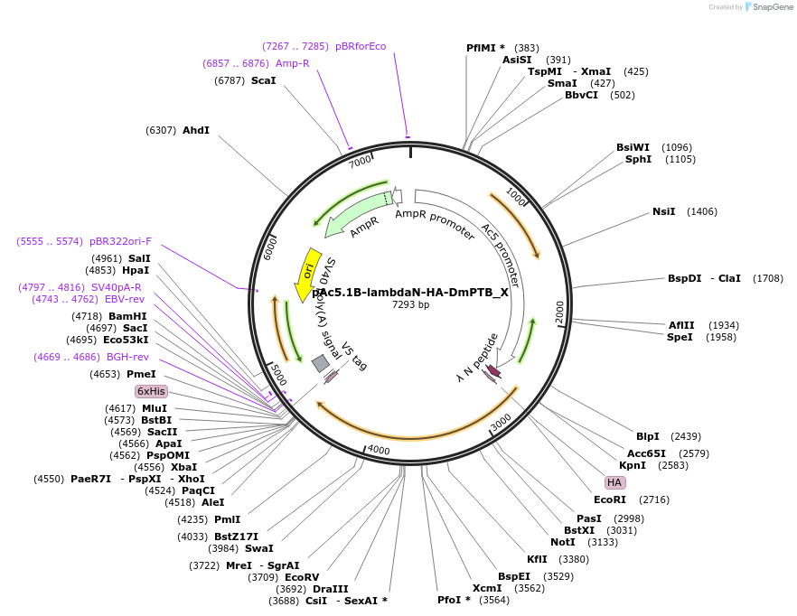 147916-plasmid-map-sequence-id-290363