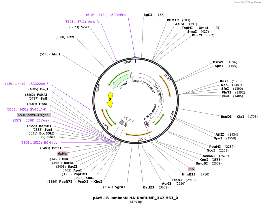 147918-plasmid-map-sequence-id-290365