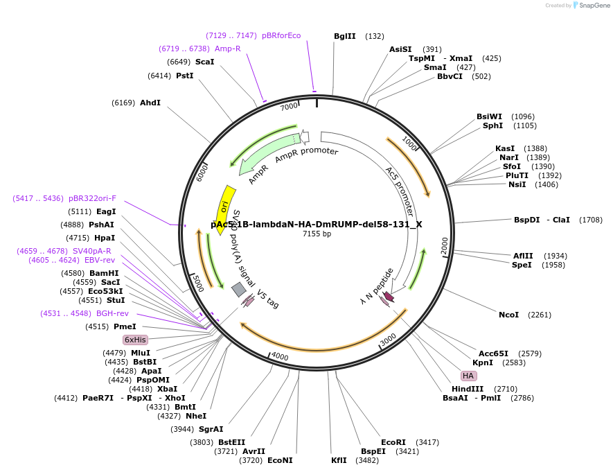 147919-plasmid-map-sequence-id-290366