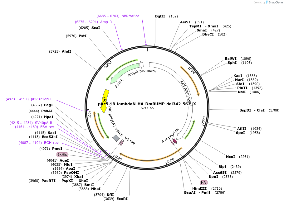 147921-plasmid-map-sequence-id-290368