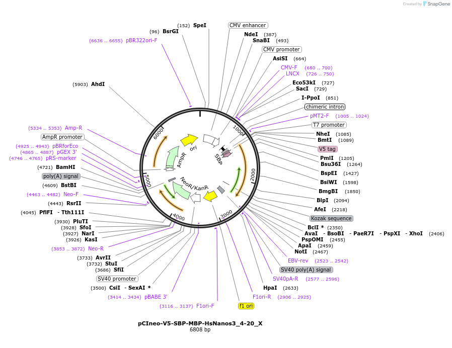 147923-plasmid-map-sequence-id-290370