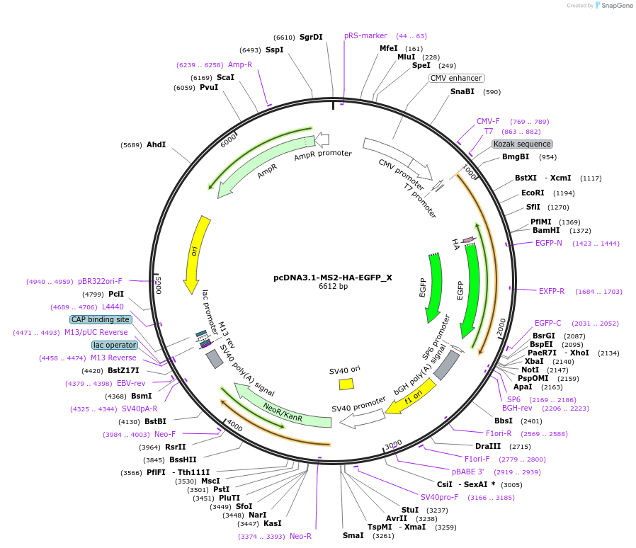 147925-plasmid-map-sequence-id-290372