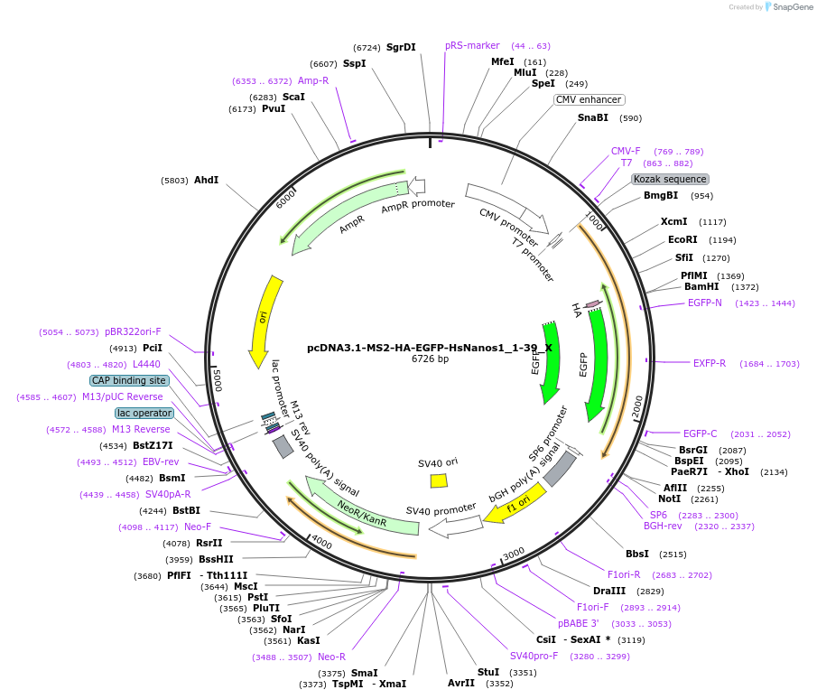147926-plasmid-map-sequence-id-290373