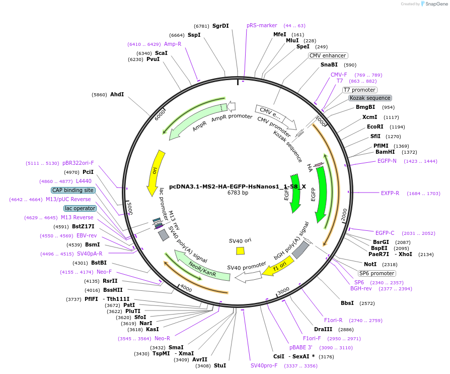 147927-plasmid-map-sequence-id-290374