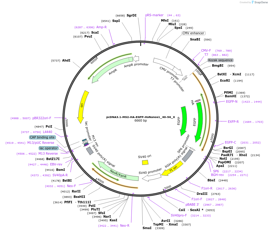 147928-plasmid-map-sequence-id-290375