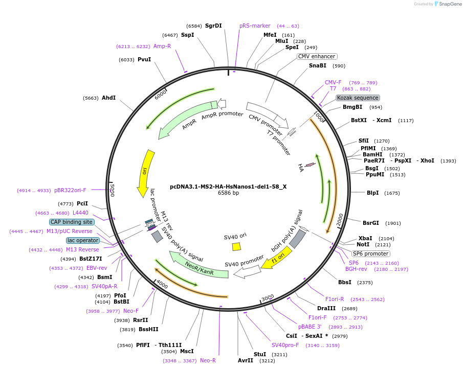 147933-plasmid-map-sequence-id-290380