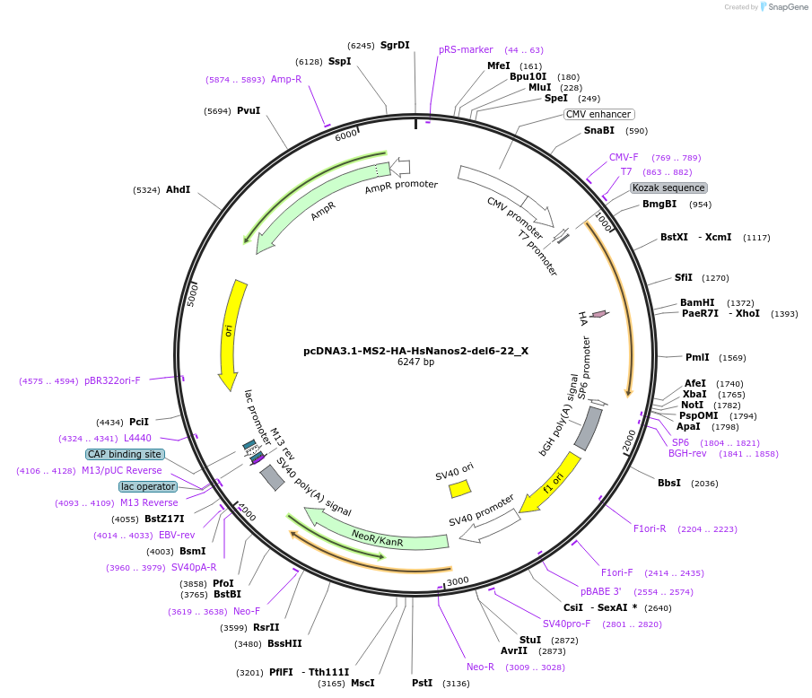 147939-plasmid-map-sequence-id-290386