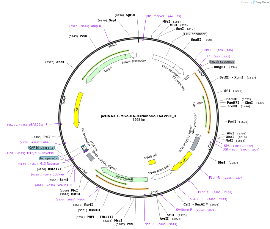 147941-plasmid-map-sequence-id-290388