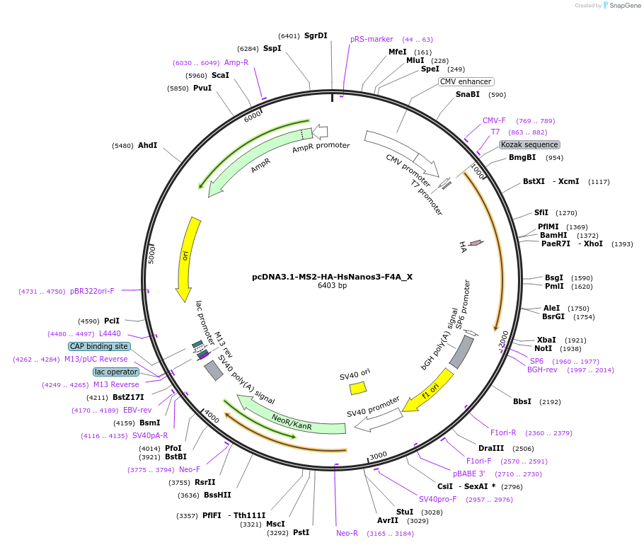 147946-plasmid-map-sequence-id-290393