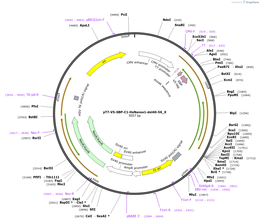 147956-plasmid-map-sequence-id-290403