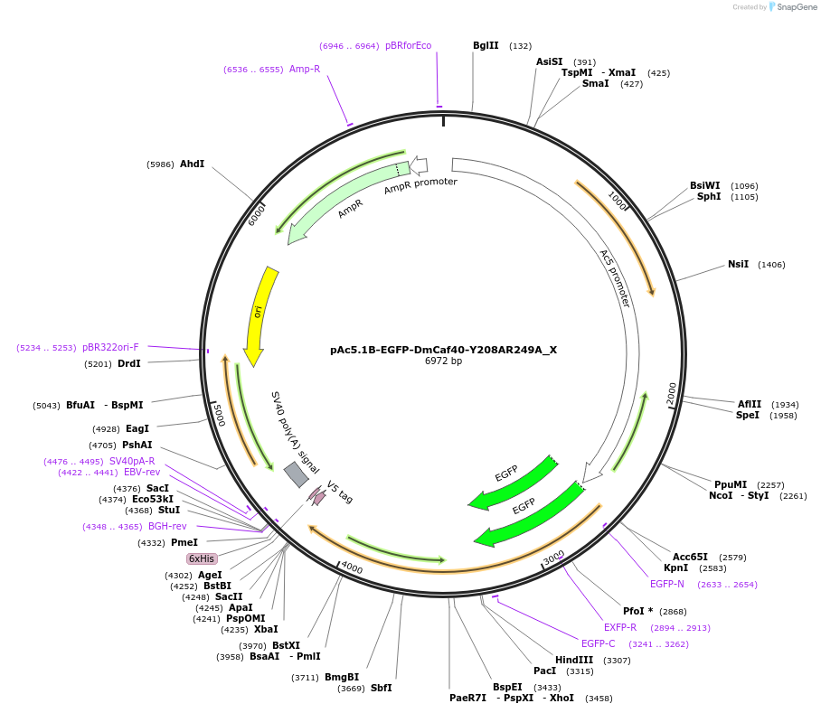 147981-plasmid-map-sequence-id-290428