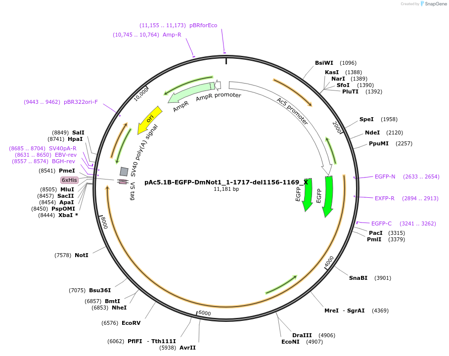 147983-plasmid-map-sequence-id-290430