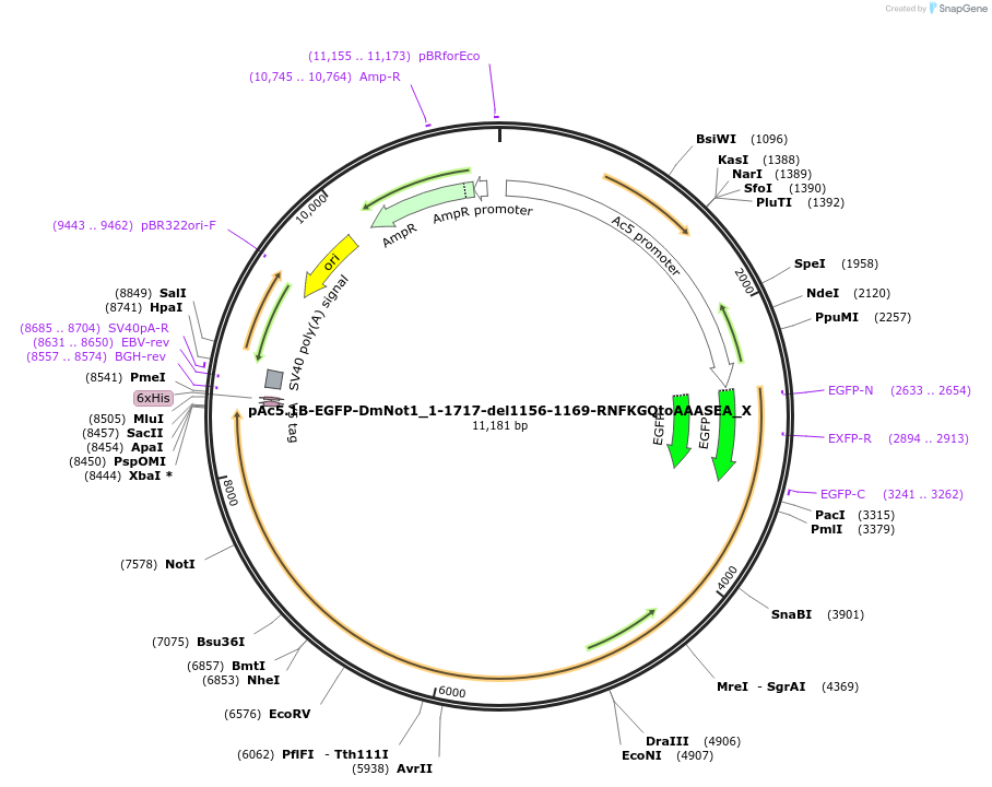 147985-plasmid-map-sequence-id-290432